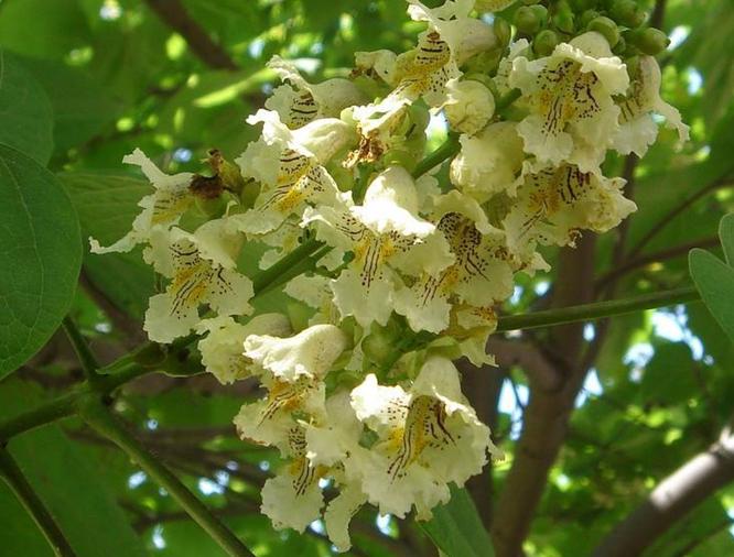 Catalpa bungei ASIAN CATALPA TREE Seeds